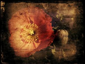 Icelandic Poppy Receives Honorable Mention
